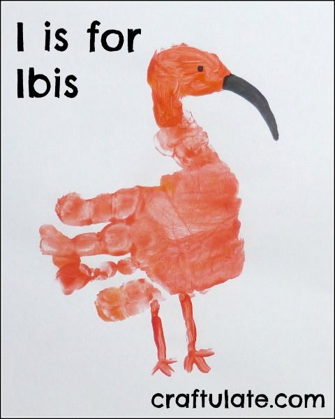 I is for Ibis