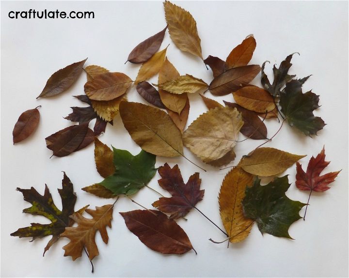 Preserved Leaf Wreath