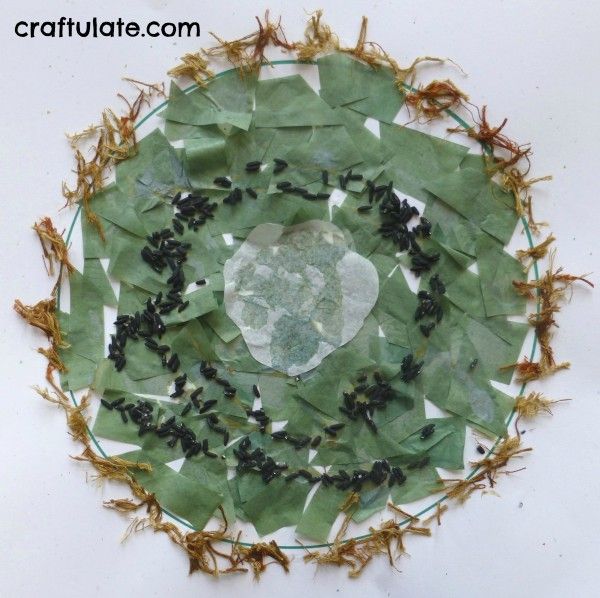 Kiwi Fruit Collage