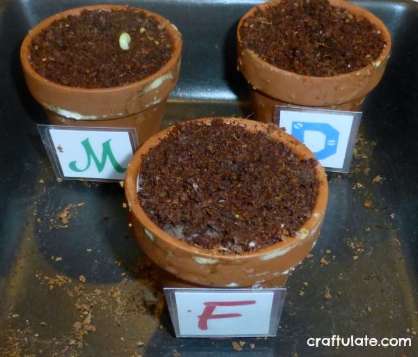 Growing Beans with Kids - a fun and easy family gardening project
