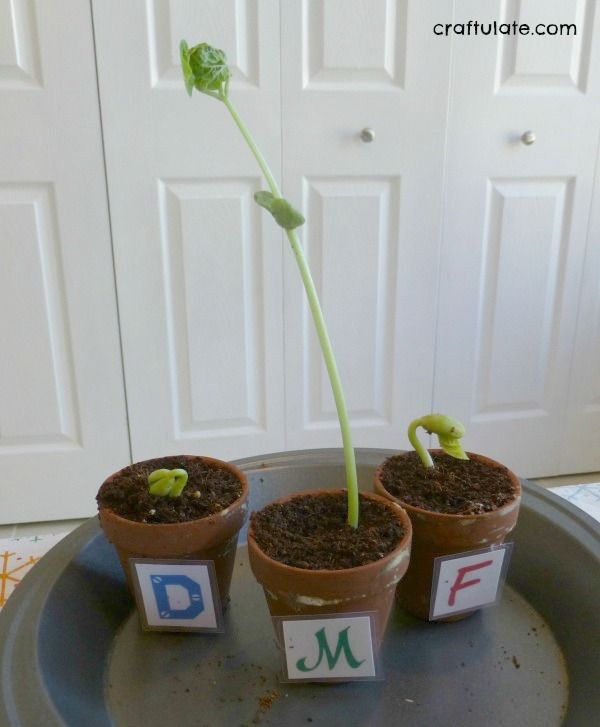 Growing Beans with Kids - a fun and easy family gardening project