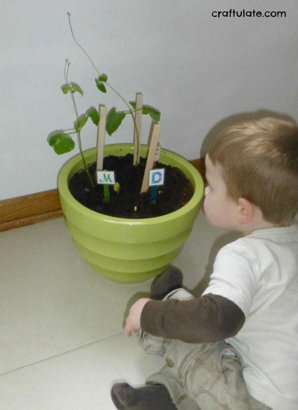 Growing Beans with Kids - a fun and easy family gardening project