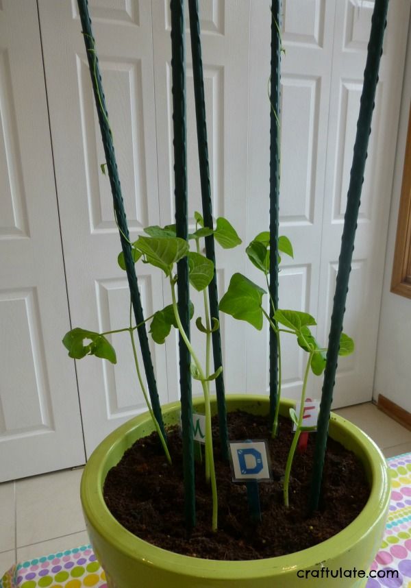 Growing Beans with Kids - a fun and easy family gardening project