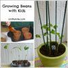 Growing Beans With Kids - Craftulate