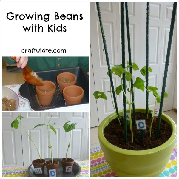 Growing Beans with Kids - a fun and easy family gardening project