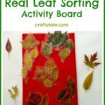 Real Leaf Sorting Activity Board