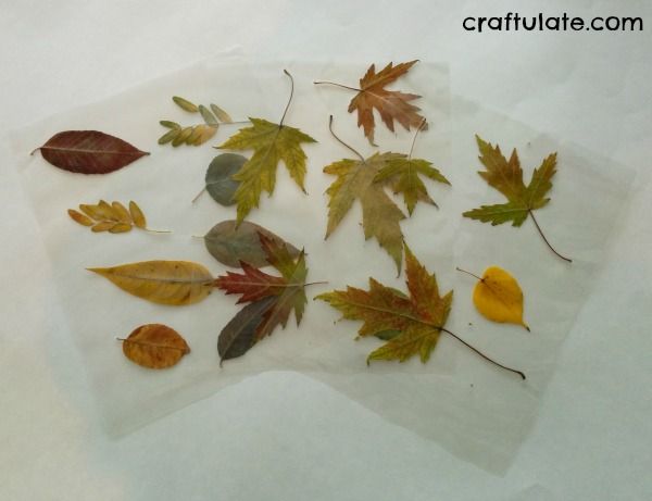 Real Leaf Sorting Activity Board