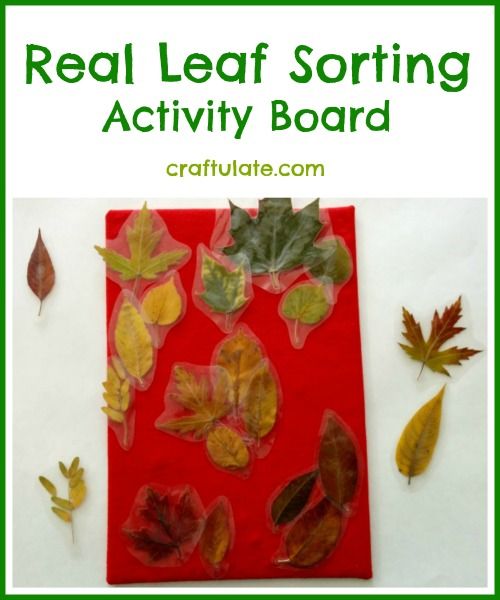 Real Leaf Sorting Activity Board for toddlers and preschoolers