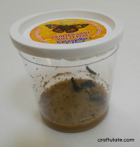 Butterfly Growing Kit