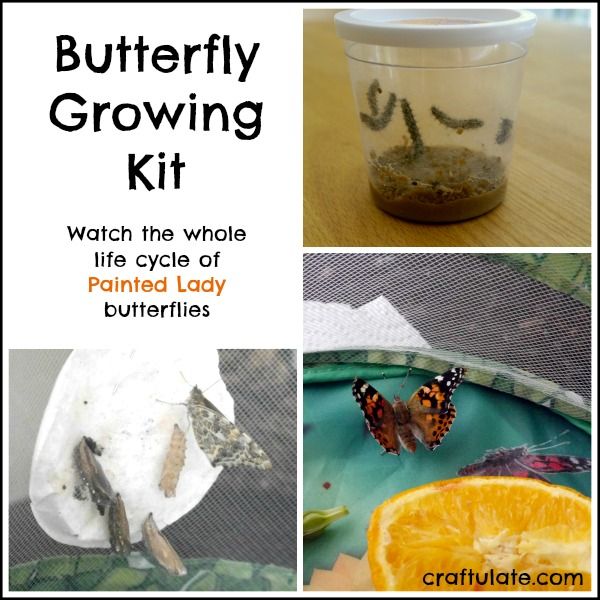 Butterfly Growing Kit - watch the whole life cycle!