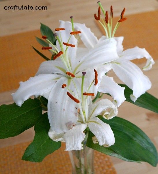 Lily Stamen Paint Recipe - a naturally dyed homemade paint!