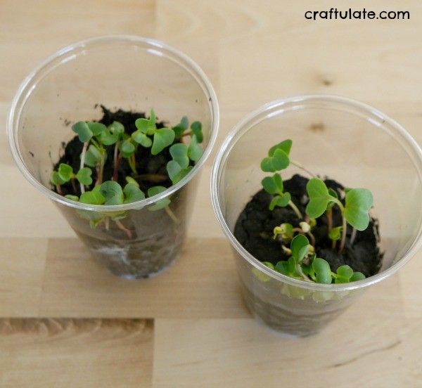 kids planting seeds in cups