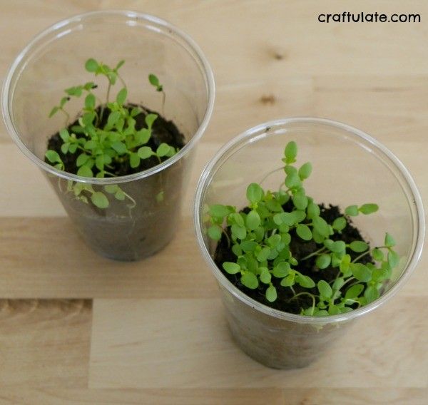 Fast Growing Seeds for Kids