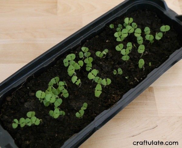 Fast Growing Seeds for Kids