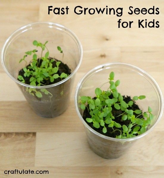 Fast Growing Seeds for Kids