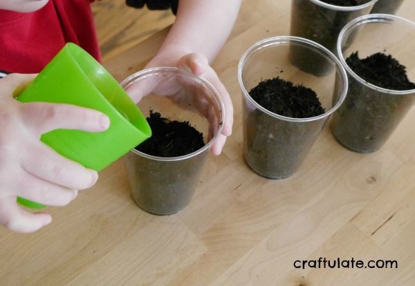 kids planting seeds in cups