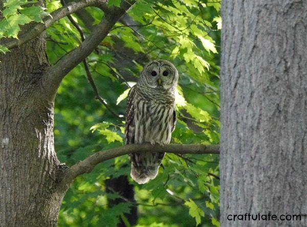 Barred Owl