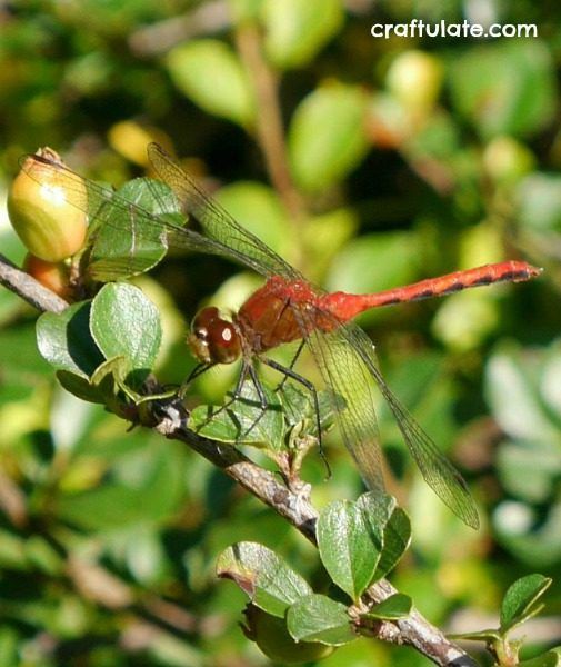 Dragonfly Craft for Kids - made from sticky paper, tissue paper and craft sticks!