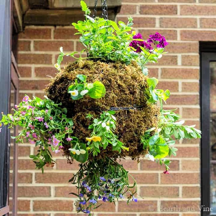A Hanging Moss Globe Planter for Flowers