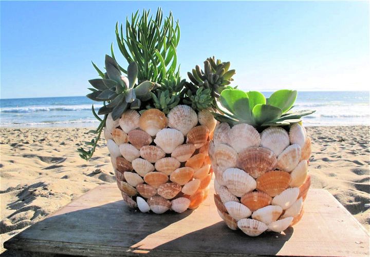 DIY Seashell Planter