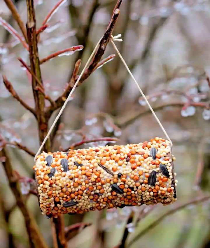 Make a Toilet Paper Roll Bird Feeder